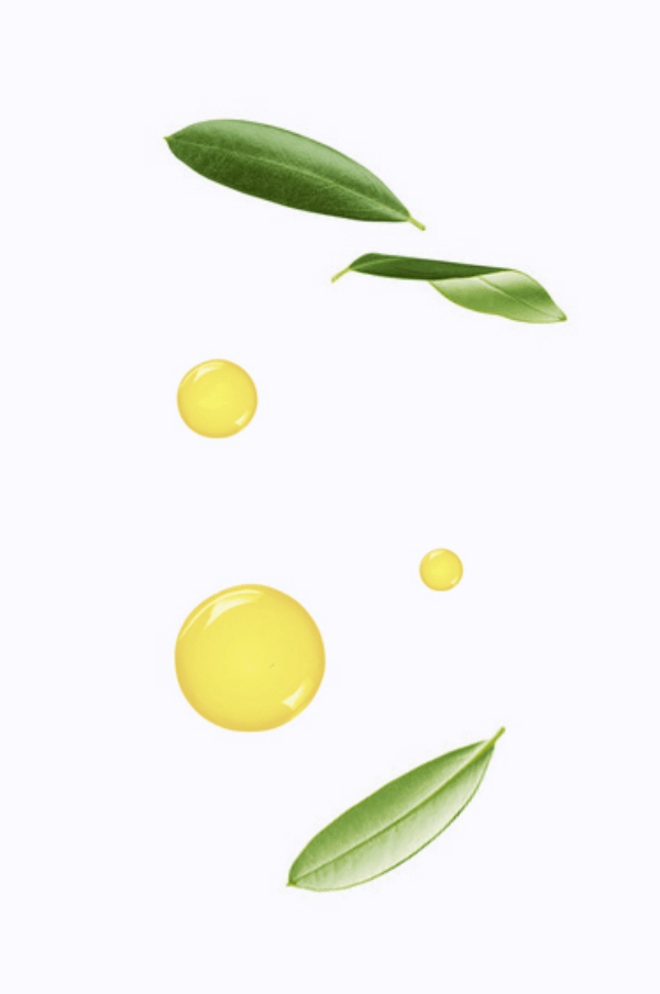 SuperHeal O-Live Leaf Extraction & Process